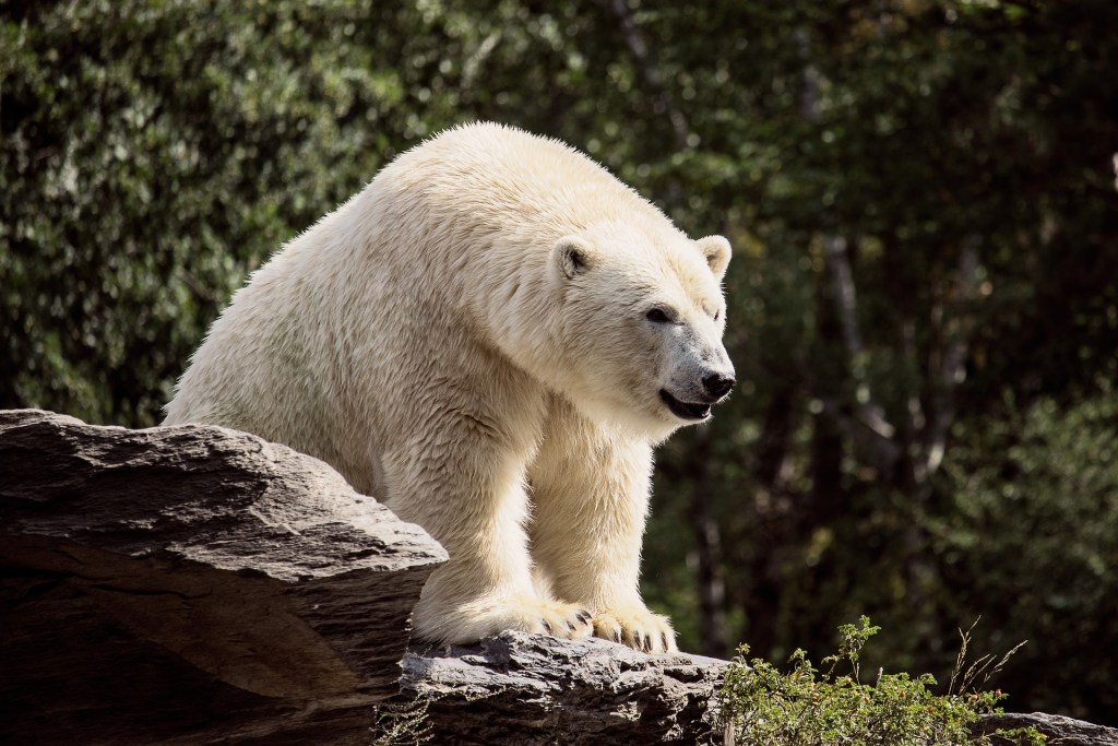 Picture of a polar bear